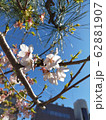 鎌倉の桜 62881907