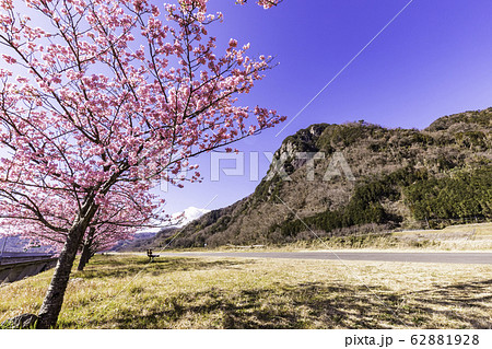 (静岡県)読売巨人軍長嶋茂雄ランニングロード・河津桜並木 (静岡県)読売巨人軍長嶋茂雄ランニングロード・河津桜並木 62881928