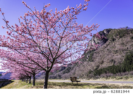 (静岡県)読売巨人軍長嶋茂雄ランニングロード・河津桜並木 (静岡県)読売巨人軍長嶋茂雄ランニングロード・河津桜並木 62881944