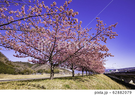 （静岡県）読売巨人軍長嶋茂雄ランニングロード・河津桜並木 62882079
