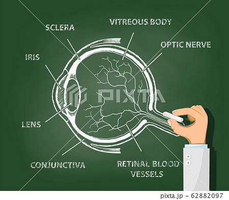 Doctor draws structure of the human eye 62882097