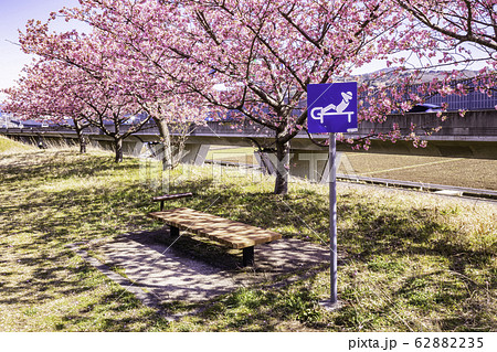 河津桜並木の健康ベンチ 河津桜並木の健康ベンチ 62882235