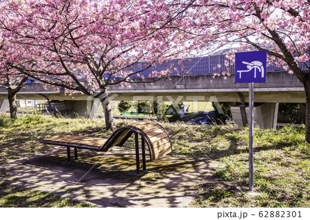 河津桜並木の健康ベンチ 河津桜並木の健康ベンチ 62882301