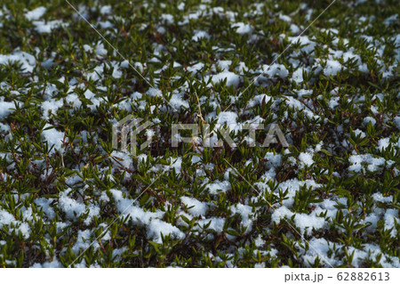 Snowflakes on the green bush in the winter Snowflakes on the green bush in the winter 62882613