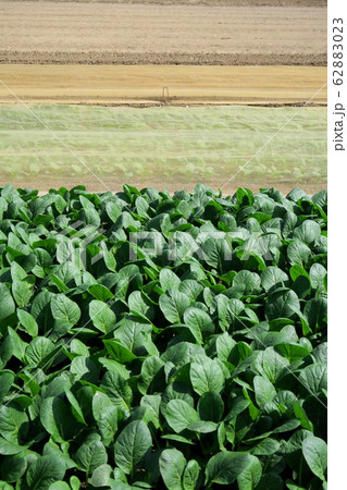 秋の朝の小松菜畑風景 62883023