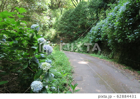府民の森ぬかた園地~あじさい園~ 府民の森ぬかた園地~あじさい園~ 62884431