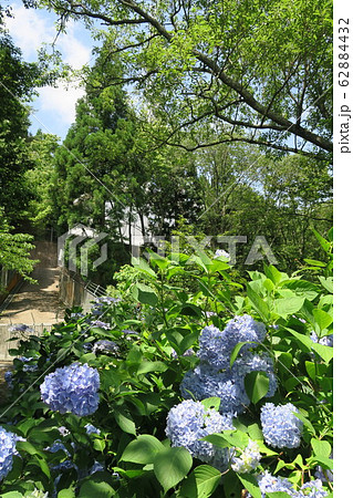 府民の森ぬかた園地~あじさい園~ 府民の森ぬかた園地~あじさい園~ 62884432