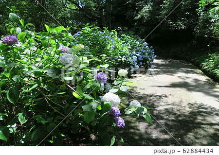 府民の森ぬかた園地～あじさい園～ 62884434