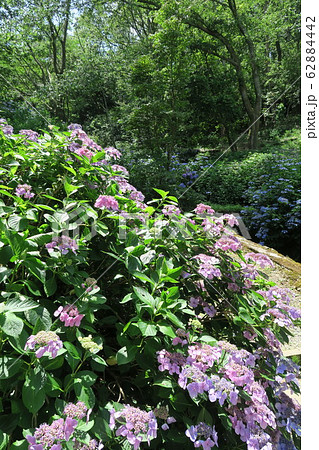 府民の森ぬかた園地~あじさい園~ 府民の森ぬかた園地~あじさい園~ 62884442