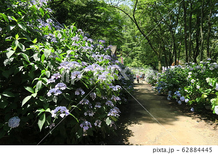 府民の森ぬかた園地～あじさい園～ 62884445
