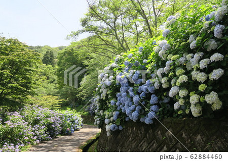 府民の森ぬかた園地～あじさい園～ 62884460