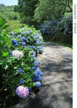 府民の森ぬかた園地～あじさい園～ 62884461