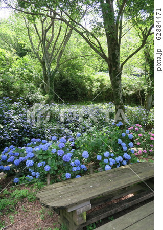 府民の森ぬかた園地~あじさい園~ 府民の森ぬかた園地~あじさい園~ 62884471