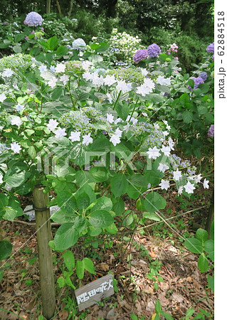府民の森ぬかた園地～あじさい園～ 62884518