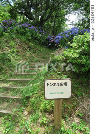 府民の森ぬかた園地~あじさい園~ 府民の森ぬかた園地~あじさい園~ 62884781