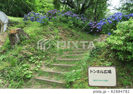 府民の森ぬかた園地~あじさい園~ 府民の森ぬかた園地~あじさい園~ 62884782