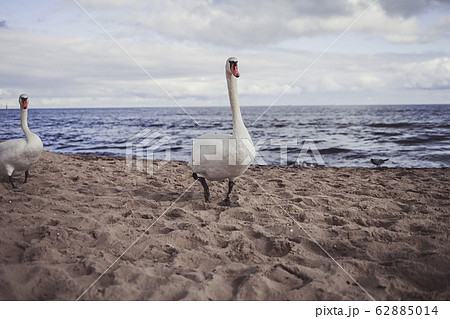 Swans at the Baltic sea Swans at the Baltic sea 62885014