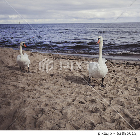 two white swans on shore of sea 62885015