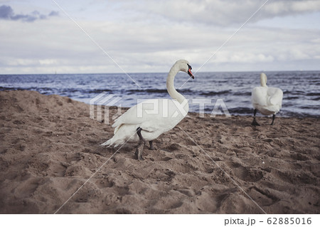Two of adult and young wild swans Two of adult and young wild swans 62885016