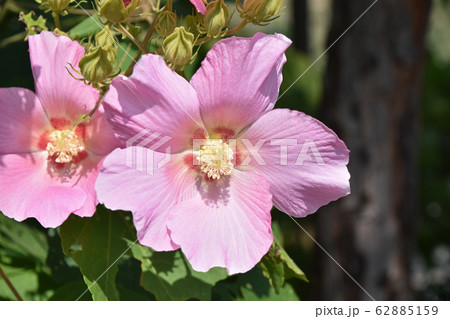 フヨウ（芙蓉） 62885159