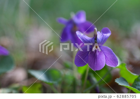 スミレの花（マクロレンズ） 62885705