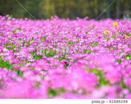 レンゲ草 レンゲ草 62886298