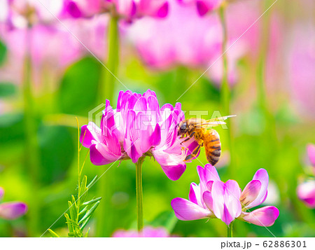レンゲ草とミツバチ 62886301