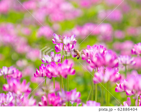 レンゲ草とミツバチ 62886404