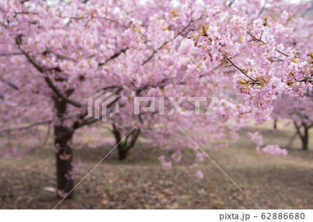 おおいゆめの里 神奈川県足柄上郡大井町 おおいゆめの里 神奈川県足柄上郡大井町 62886680