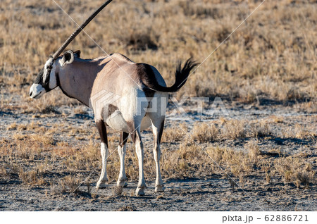 Closeup of an Oryx Closeup of an Oryx 62886721