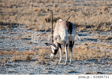 Closeup of an Oryx Closeup of an Oryx 62886731