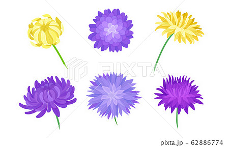 Yellow and Purple Aster Flowers on Stems Vector Set 62886774