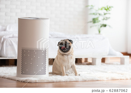 Dog Pug Breed and Air purifier in cozy white bed room for filter and cleaning removing dust PM2.5 Dog Pug Breed and Air purifier in cozy white bed room for filter and cleaning removing dust PM2.5 62887062