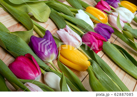 Tulips flowers background 62887085