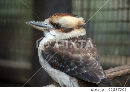 ワライカワセミ 62887201