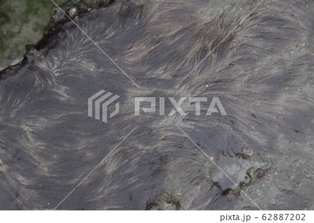 Seaweed after low tide. 62887202