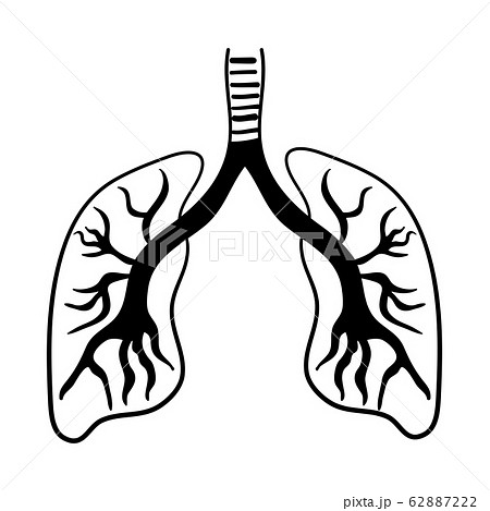 Human lungs Icon isolated illustration on white 62887222