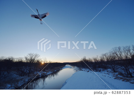タンチョウのねぐら立ち（北海道） 62887353