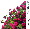 A large shrub of pink roses is isolated on a white 62887536