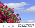 A large Bush of pink roses against a blue sky 62887537