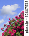 A large Bush of pink roses against a blue sky 62887538