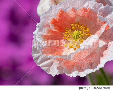 オリエンタルポピー 62887686