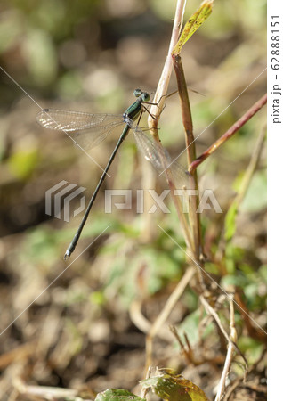 オオアオイトトンボ 62888151