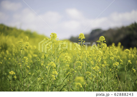 菜の花 62888243