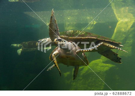 Underwater turtle swimming. Sea turtle close up over coral reef under sea. Green sea turtle swimming above a coral reef. Green Sea Turtle Cruising in the warm waters of the Pacific Ocean. 62888672