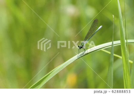 カワトンボ 62888853