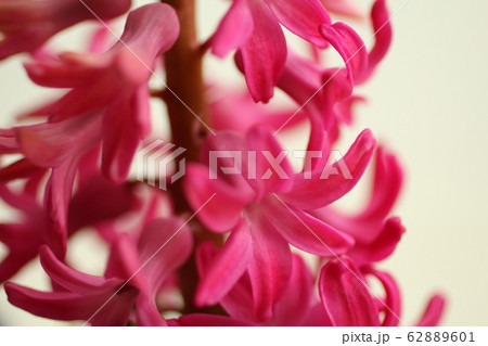 ヒヤシンスの花 ヒヤシンスの花 62889601