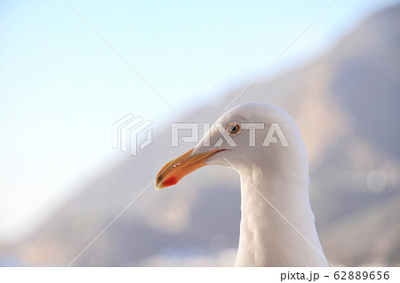 Seagull bird standing over the blue seashore. 62889656