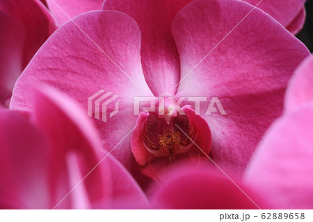 Beautiful purple orchid flower blooming in wild nature field. 62889658