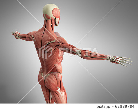 Human Muscle Anatomy 3d Render On Greyのイラスト素材